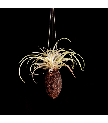Cacao hanger + Tillandsia