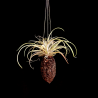 Cacao hanger + Tillandsia capitata 'Yellow Star' (L)