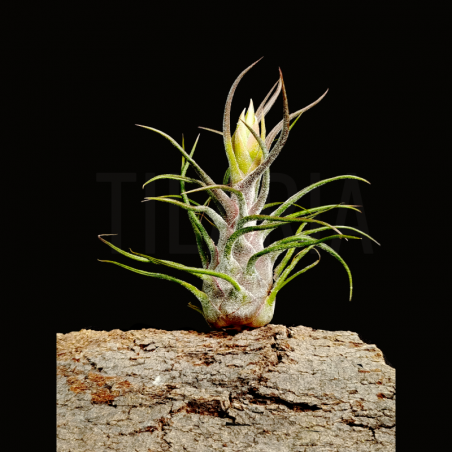Tillandsia pruinosa L