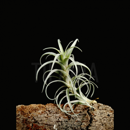 Tillandsia nana L
