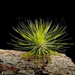 Tillandsia andreana S