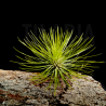Tillandsia andreana S