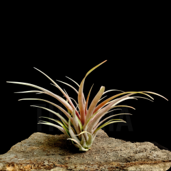 Tillandsia capitata 'Marron' L