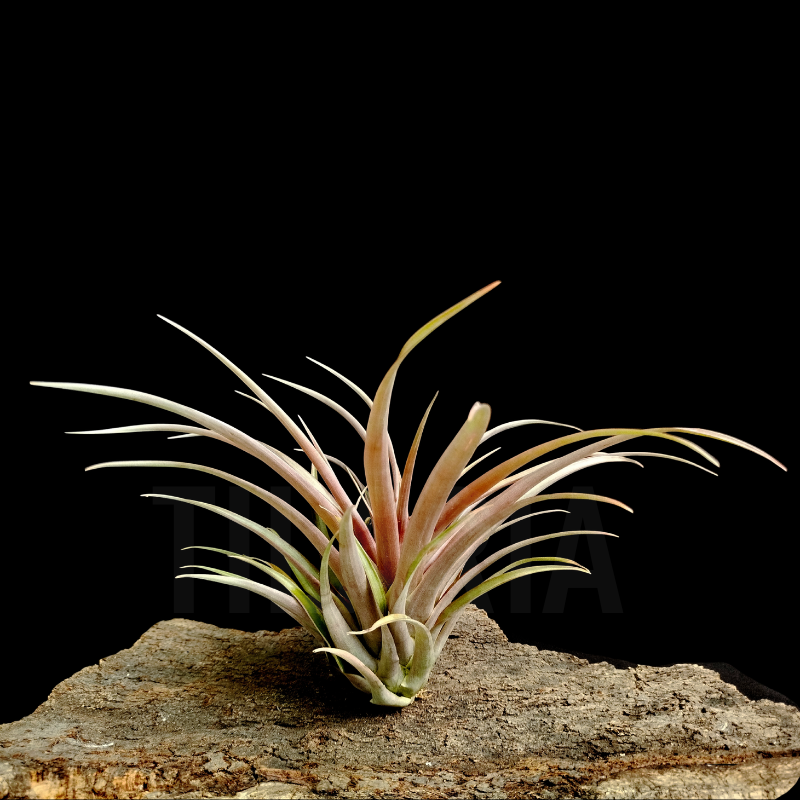 Tillandsia capitata 'Marron' L