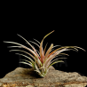 Tillandsia capitata 'Marron' L