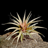 Tillandsia capitata 'Red' S
