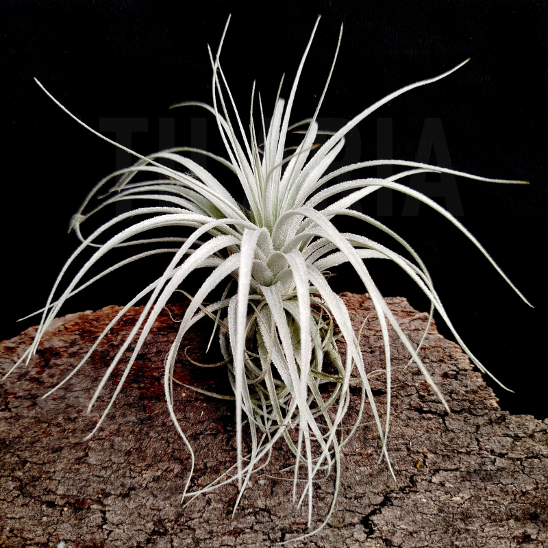 Tillandis chapeuensis