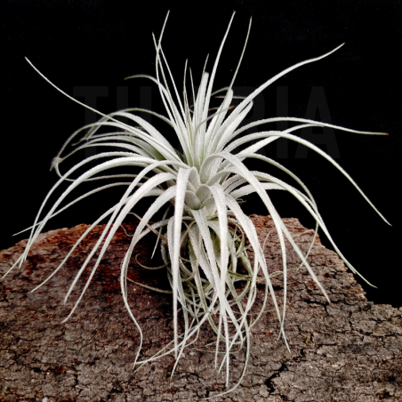 Tillandis chapeuensis