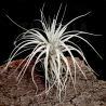 Tillandis chapeuensis