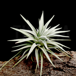 Tillandsia didisticha