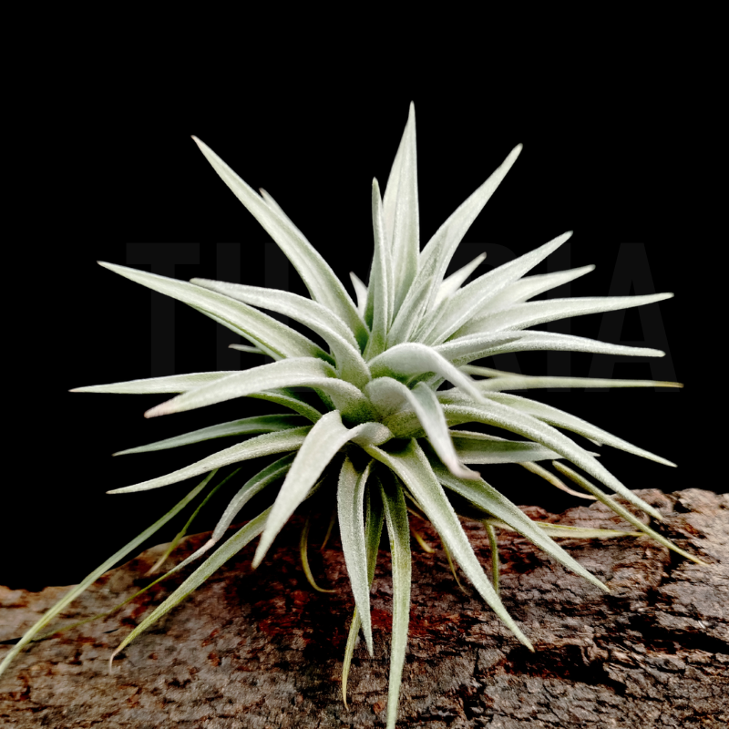 Tillandsia didisticha