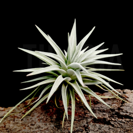 Tillandsia didisticha