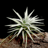 Tillandsia didisticha