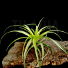 Tillandsia elongata