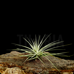 Tillandsia espinosae 'giant form' L