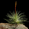 Tillandsia espinosae x fuchsii f. gracilis