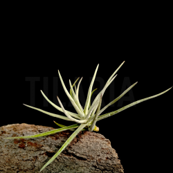 Tillandsia glabrior