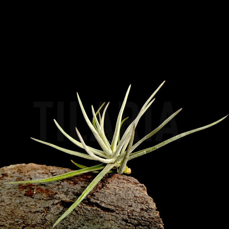 Tillandsia glabrior