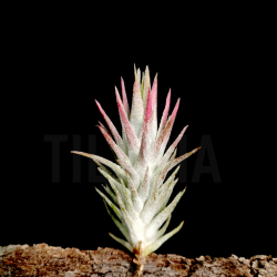 Tillandsia ionantha v. vanhyningii