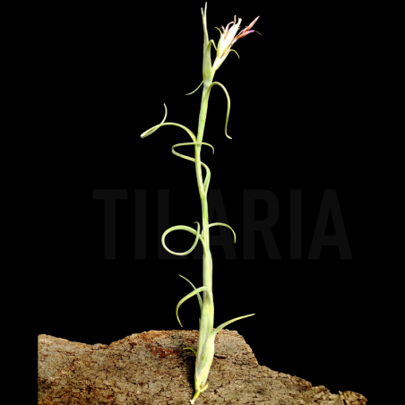 Tillandsia intermedia