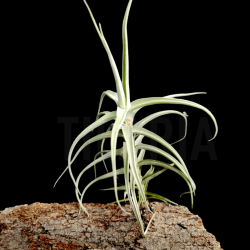 Tillandsia jequiensis