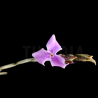 Tillandsia jequiensis