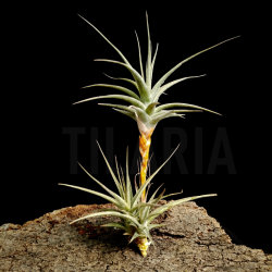 Tillandsia latifolia nº2