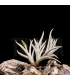 Tillandsia castellanii