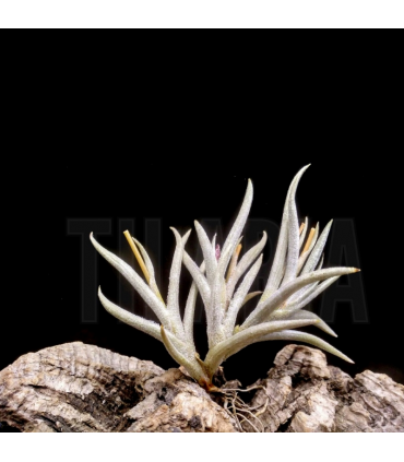 Tillandsia castellanii