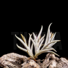 Tillandsia castellanii