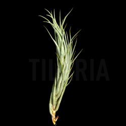 Tillandsia kirschnekii