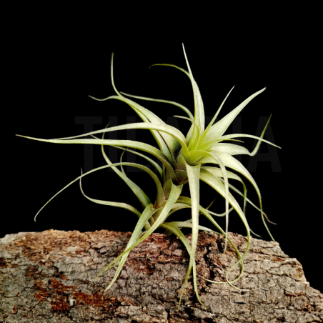 Tillandsia pampasensis