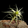 Tillandsia pampasensis