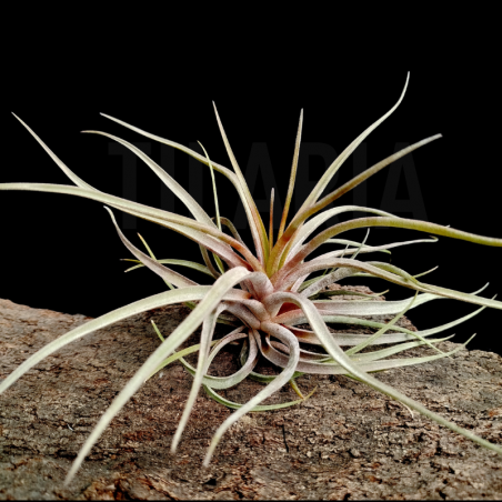 Tillandsia novakii
