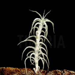 Tillandsia stellifera