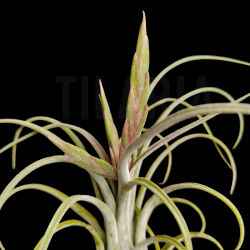 Tillandsia streptophylla x caput-medusae