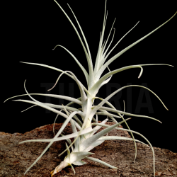 Tillandsia purpurea nº11 M