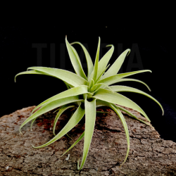 Tillandsia cacticola S