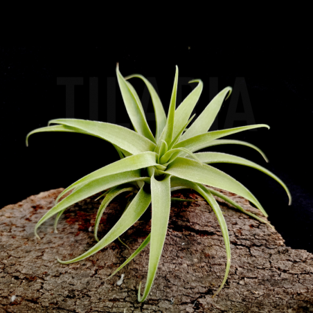Tillandsia cacticola S
