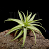 Tillandsia cacticola S
