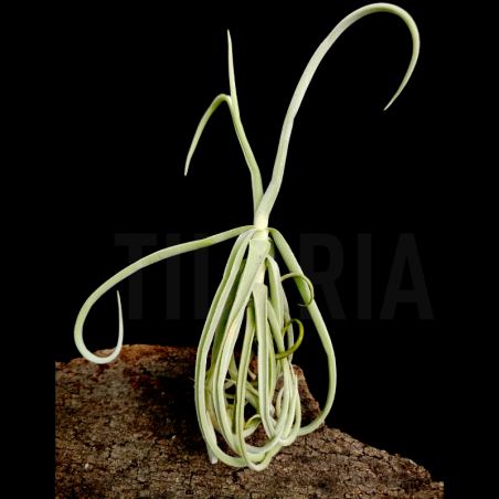 Tillandsia duratii S