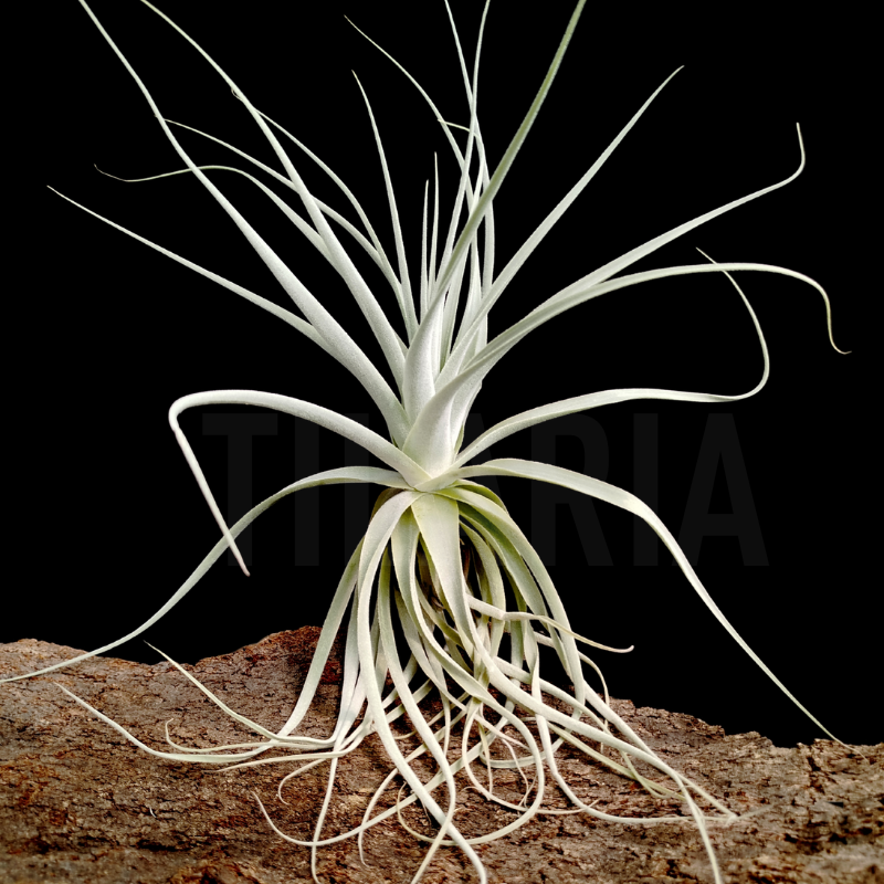 Tillandsia straminea 'thick leaf' L