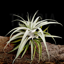Tillandsia cacticola 'long form green'