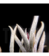 Tillandsia castellanii