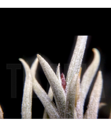 Tillandsia castellanii