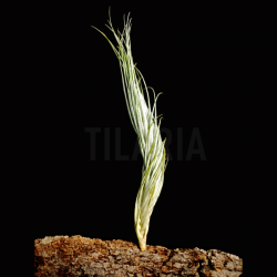 Tillandsia tomekii