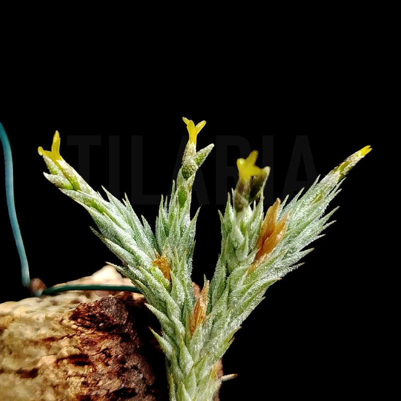 Tillandsia tricholepis