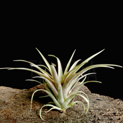 Tillandsia capitata 'Marron' M