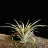 Tillandsia capitata 'Marron' M