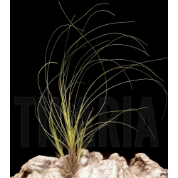 Tillandsia chaetophylla